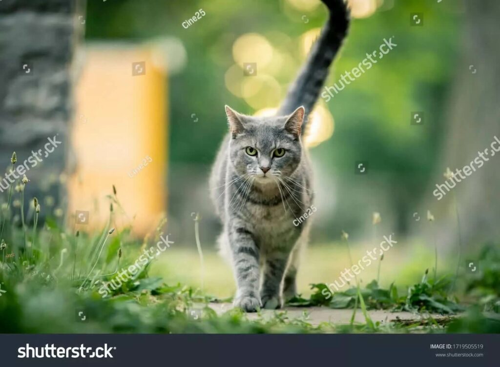 Google Gemini Ai Gây Tranh Cãi Với Khả Năng Xóa Watermark ấn Tượng 01